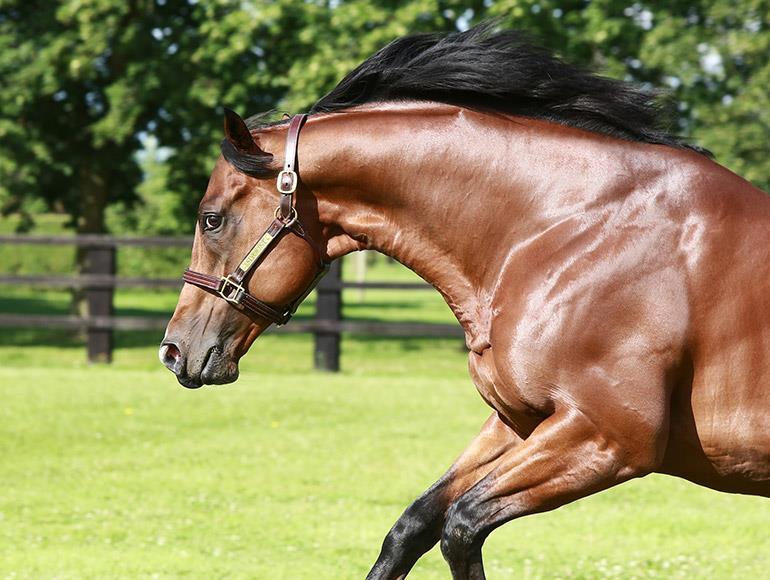 Des saillies de premier plan pour l'association Au-delà des pistes