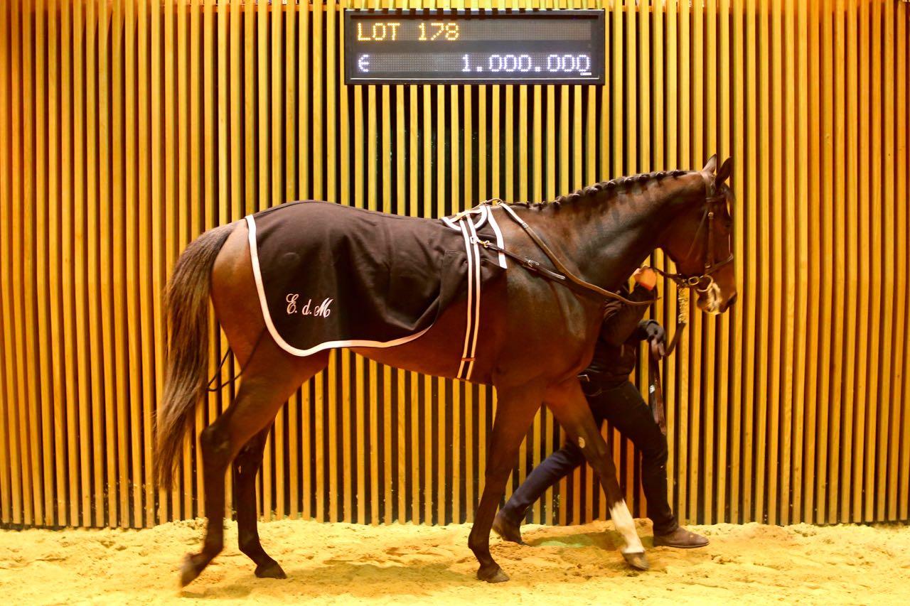 Ventes d'élevage Arqana : Tendance stable dans un catalogue resserré