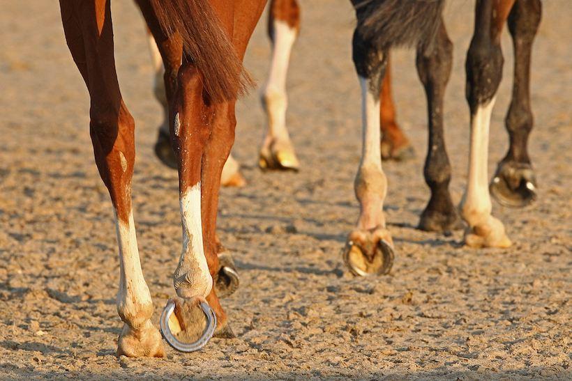France Galop et Arioneo digitalisent l'entraînement du galopeur