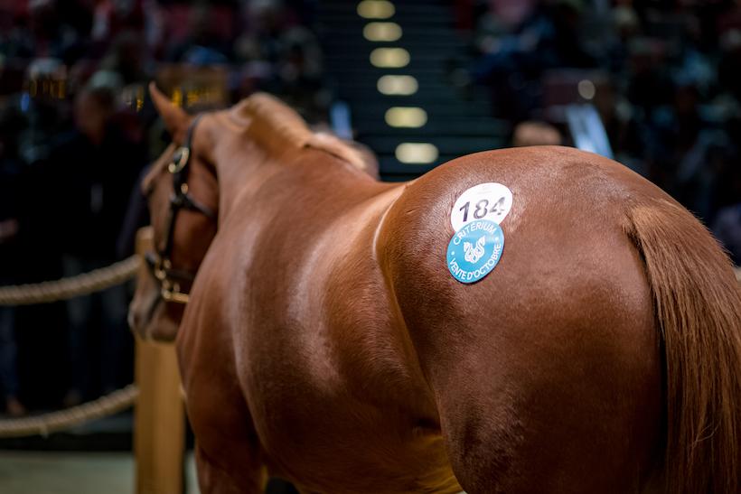 Haras de Bouquetot-Critérium Arqana : nouvelle échéance le 31 mai Haras de Bouquetot-Critérium Arqana : nouvelle échéance le 31 mai