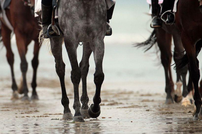Le bien-être équin en vedette sur france-galop.com