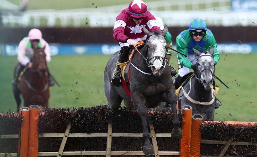 Bon bilan de l'élevage français à Cheltenham