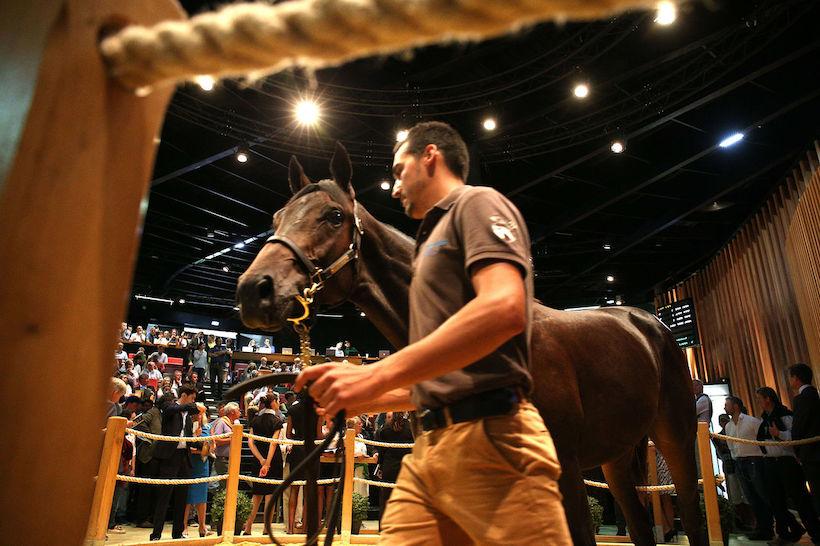 Arqana soutient les inédits Arqana soutient les inédits