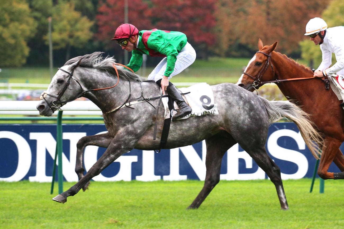 Royal-Oak : There's a new champion stayer in town