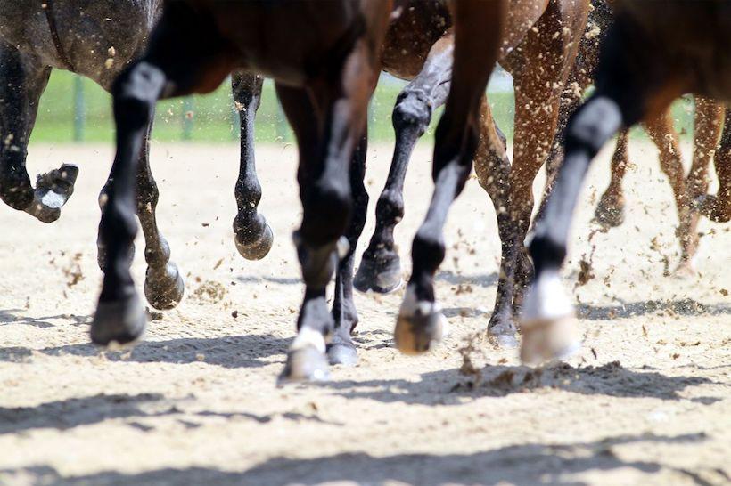 Jeudi à Deauville, transfert du gazon vers la PSF