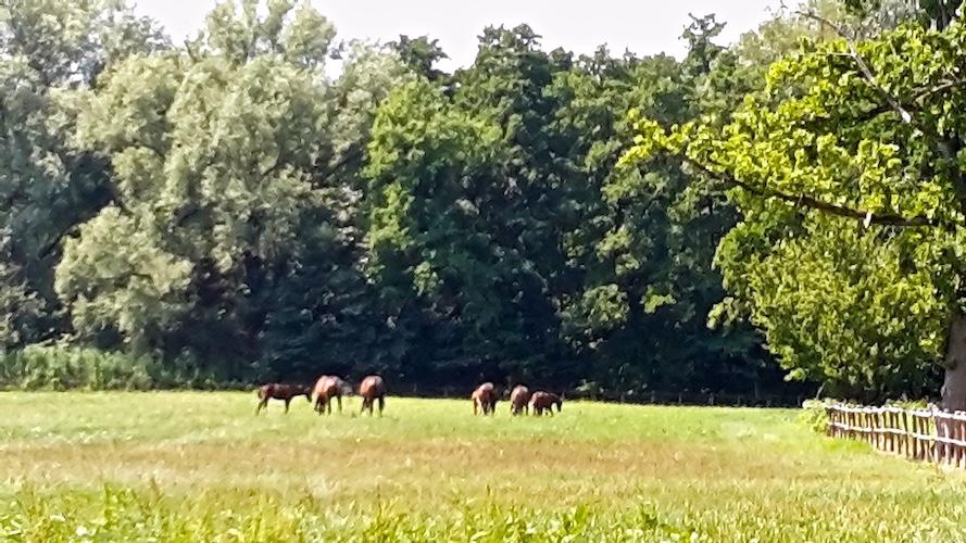 Création d’un numéro d’appel centralisé après dépôt de plainte pour actes de cruauté sur un cheval de course