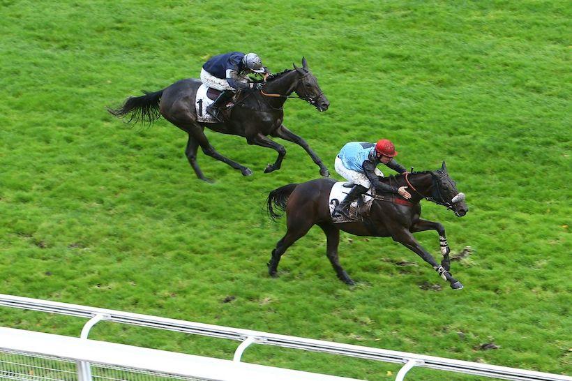 Magne 21 Hawai du Berlais