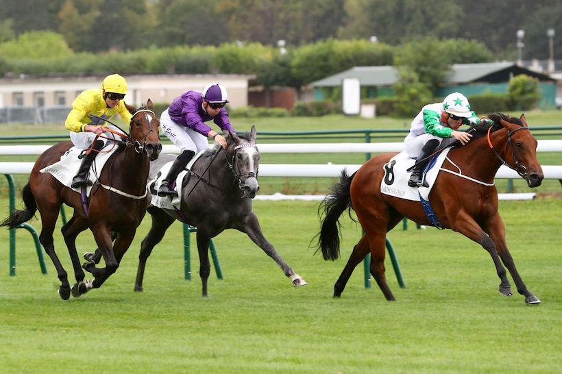 Arenberg 23 Tiger Belle