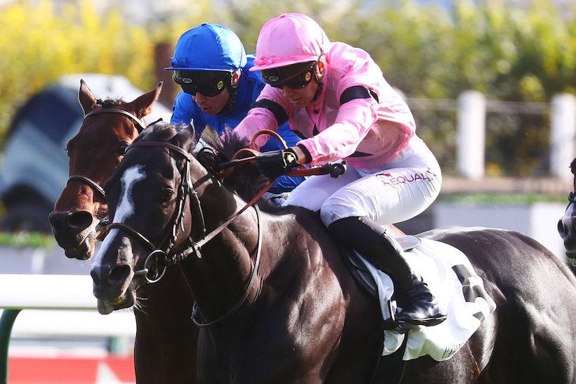 Conseil Paris 23 Iresine