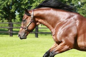 Des saillies de premier plan pour l'association Au-delà des pistes