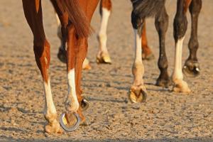 France Galop et Arioneo digitalisent l'entraînement du galopeur France Galop et Arioneo digitalisent l'entraînement du galopeur