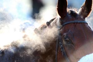 Annulation de la réunion du mardi 27 février 2018 à Auteuil et report des courses