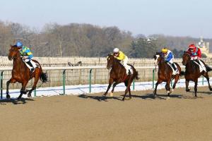 French Maiden Winners Weekly (1-11/2) French Maiden Winners Weekly (1-11/2)