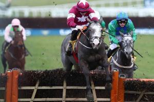 Bon bilan de l'élevage français à Cheltenham