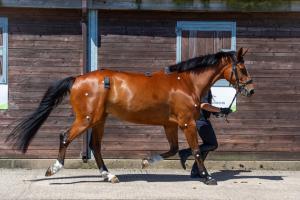 Les Équiétudes, salon du bien-être du cheval à Chantilly