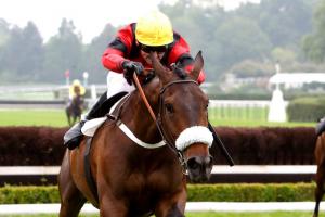 Alain du Breil Hurdle : Feu Follet ready to sit on the throne