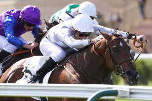 Aumale : Japan-bred Savarin passes test with flying colours Aumale : Japan-bred Savarin passes test with flying colours