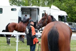 Free movement of horses between British Isles and France guaranteed until end of 2020