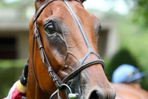 Aguado 3yo Hurdle Race report: Magneto confirms at Auteuil
