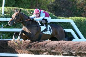 Compiègne Hurdle Race Report: Nothing stops L’Autonomie