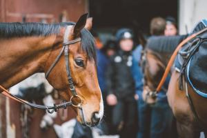 5e édition des Trophées du Personnel des Courses et de l’Elevage : Annonce de la liste des 10 nominés par catégorie