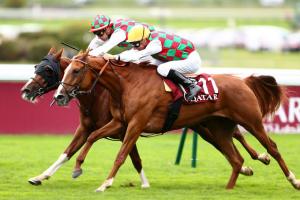 Qatar Arabian Trophy Juments 21 Teema