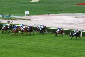 Grand Son of Calyx 23