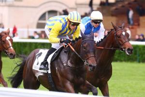 Hedouville 23 Haya Zark