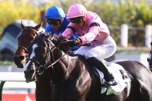 Conseil Paris 23 Iresine